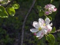 Beautiful white and pink blooming flower and green leaves on pear tree Royalty Free Stock Photo