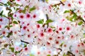Beautiful white and pink cherry flowers bloom on a tree branch. Cherry fruit tree close-up. Romantic gentle floral natural spring
