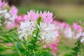 Beautiful Cleome spinosa or Spider flower in the garden Royalty Free Stock Photo