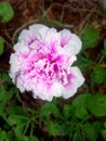 Beautiful white and pink colors flower