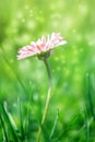 Beautiful white and pink daisy flower in the grass. Sunlight blurred background. Soft focus nature background. Delicate magical to