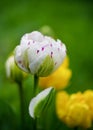 Beautiful white pink Double tulip in spring flowerbed with blurred background. Royalty Free Stock Photo