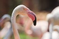 Beautiful white and pink flamingos are enjoying their flocks