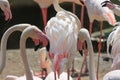 Beautiful white and pink flamingos are enjoying their flocks