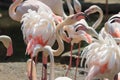 Beautiful white and pink flamingos are enjoying their flocks