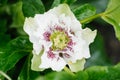 Beautiful white pink flower of Hellebore Oriental Double Ellen White Spotted Royalty Free Stock Photo