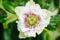 Beautiful white pink flower of Hellebore Oriental Double Ellen White Spotted Royalty Free Stock Photo