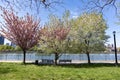 Beautiful Flowering Trees and Benches during Spring at Rainey Park along the East River in Astoria Queens New York Royalty Free Stock Photo