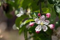 Beautiful white and pink flowers on apple tree branch. Bloomimg apple tree in spring garden. Blossom and gardening concept. Royalty Free Stock Photo