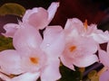 Beautiful white and pink flowers blooming on many plants with a dark blurred background. Royalty Free Stock Photo