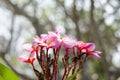 Beautiful white and pink flowers in thailand, Lan thom flower,Frangipani,Champa.