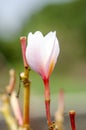 Beautiful white and pink flowers in thailand, Lan thom flower,Frangipani,Champa.