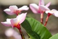 Beautiful white and pink flowers in thailand, Lan thom flower,Frangipani,Champa.