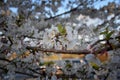 Beautiful white and pink fruit tree blossom clusters  in spring time, perfect nectar for bees. Close up view of fruit tree flowers Royalty Free Stock Photo