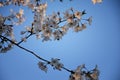 Beautiful white and pink fruit tree blossom clusters  in spring time, perfect nectar for bees. Close up view of fruit tree flowers Royalty Free Stock Photo