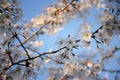 Beautiful white and pink fruit tree blossom clusters  in spring time, perfect nectar for bees. Close up view of fruit tree flowers Royalty Free Stock Photo