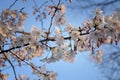 Beautiful white and pink fruit tree blossom clusters  in spring time, perfect nectar for bees. Close up view of fruit tree flowers Royalty Free Stock Photo