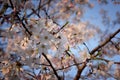 Beautiful white and pink fruit tree blossom clusters  in spring time, perfect nectar for bees. Close up view of fruit tree flowers Royalty Free Stock Photo