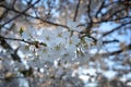 Beautiful white and pink fruit tree blossom clusters  in spring time, perfect nectar for bees. Close up view of fruit tree flowers Royalty Free Stock Photo