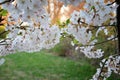 Beautiful white and pink fruit tree blossom clusters  in spring time, perfect nectar for bees. Close up view of fruit tree flowers Royalty Free Stock Photo