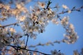 Beautiful white and pink fruit tree blossom clusters  in spring time, perfect nectar for bees. Close up view of fruit tree flowers Royalty Free Stock Photo