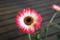 Beautiful White and Pink Gerbera African Daisy