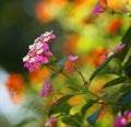 Beautiful white and pink growing flower in the green nature