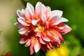 Beautiful white and pink large dahlia flowers in full bloom in a garden in a sunny summer day Royalty Free Stock Photo