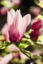 Beautiful white and pink magnolia flower close up Royalty Free Stock Photo