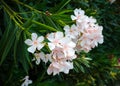 Beautiful white and pink Nerium Oleander flower plant blossom in tropical garden Royalty Free Stock Photo