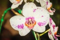 Beautiful white-pink-orange dots hybrid moth orchid (Phalaenopsis) flower in the farm. Phalaenopsis is one of the most popular or Royalty Free Stock Photo