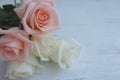 Beautiful white and Pink-Orange roses on white wooden board. Valentine& x27;s day background concept