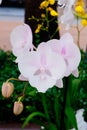 White and pink Orchid flower in bloom with bud Royalty Free Stock Photo