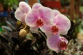 Beautiful white and pink orchid in the garden, selective focus on flower Royalty Free Stock Photo