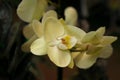 Beautiful white and pink orchid in the garden, selective focus on flower Royalty Free Stock Photo