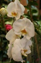 Beautiful white and pink orchid in the garden, selective focus on flower Royalty Free Stock Photo