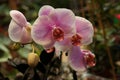 Beautiful white and pink orchid in the garden, selective focus on flower Royalty Free Stock Photo