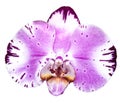 Beautiful white pink orchid phalaenopsis Diamond Sky single flower isolated on white background. Clipping path Royalty Free Stock Photo