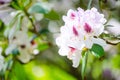 Beautiful white pink Pacific rhododendron flowers in a spring season at a botanical garden.