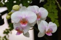 Beautiful white and pink Phalaenopsis Hybrid Moth orchid at full bloom Royalty Free Stock Photo
