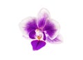 Beautiful white pink purple orchid phalaenopsis single flower isolated on white background. Clipping path Royalty Free Stock Photo
