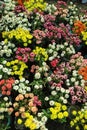 Beautiful white, pink, red, yellow, purple Narrow leaf Zinnia or Classic Zinnia flowers, background