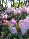 Beautiful White-pink Rhododendron buds open in spring in a park Royalty Free Stock Photo