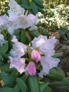 Beautiful White-pink Rhododendron buds open in spring in a park Royalty Free Stock Photo