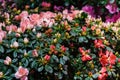 Beautiful White-pink Rhododendron buds open in spring in a park Royalty Free Stock Photo