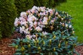 Beautiful White-pink Rhododendron buds open in spring in a park Royalty Free Stock Photo