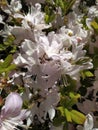 Beautiful White Rhododendron buds open in spring in a park Royalty Free Stock Photo