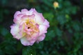 Beautiful white and pink rose