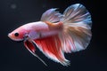 Beautiful white, pink, and silver betta fish on a black background, in an elegant style, with a hyperrealistic water texture, Royalty Free Stock Photo
