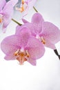 Beautiful White- Pink speckled phalaenopsis Orchid Flower around white background. close up